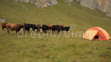 <strong>一群牛</strong>立在帐篷城附近。